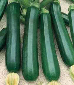 Courgette 'Zucchini' 10 Zaden