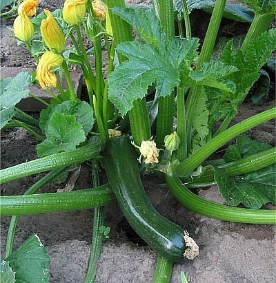 Courgette 'Zucchini' 10 Zaden