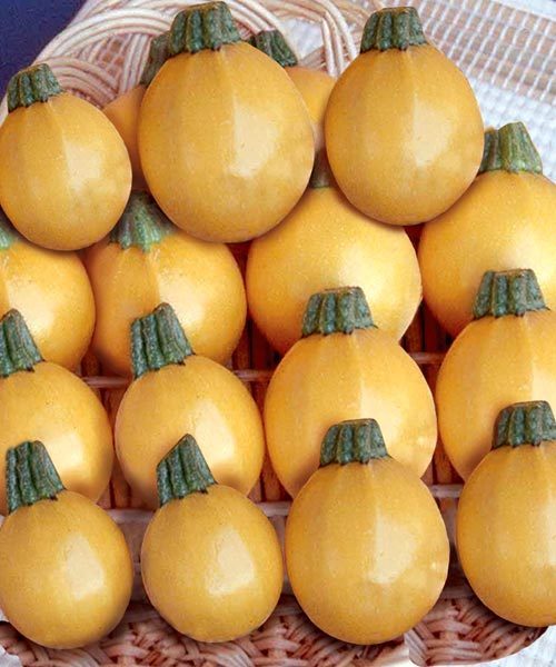 Courgette 'One Ball' F1 / 'Floridor' F1 10 Seeds