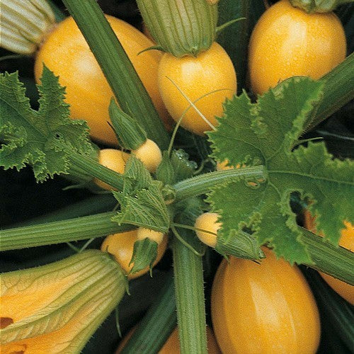 Courgette 'One Ball' F1 / 'Floridor' F1 10 Seeds