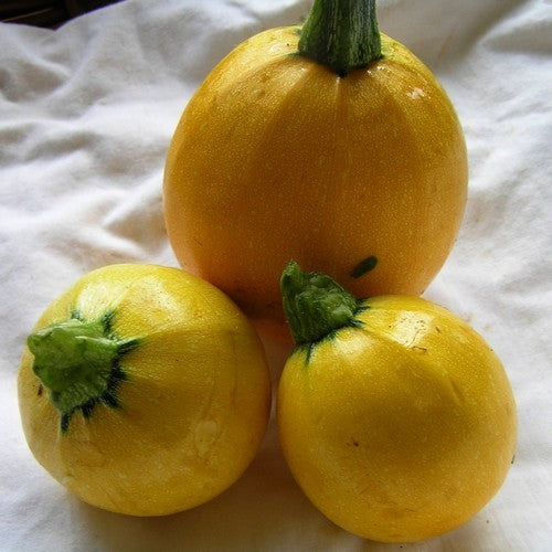Courgette 'One Ball' F1 / 'Floridor' F1 10 Seeds