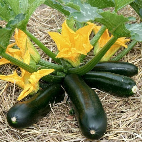 Courgette 'Raven' F1 / 'Kefren' F1