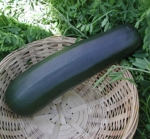 Courgette 'Raven' F1 / 'Kefren' F1
