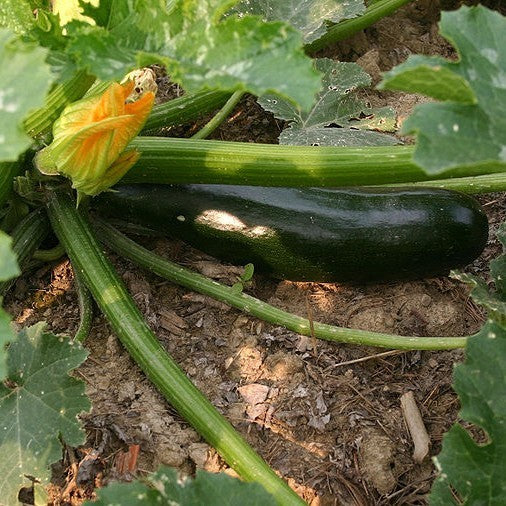 Courgette 'Raven' F1 / 'Kefren' F1