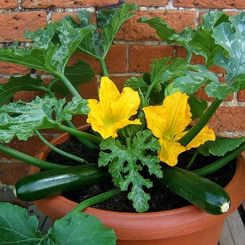 Courgette 'Royal Flush' F1