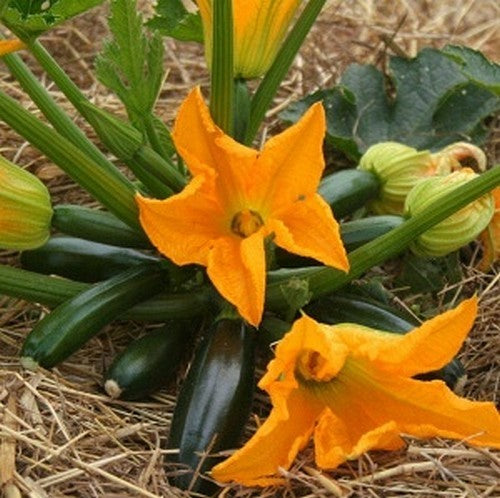 Courgette 'Royal Flush' F1