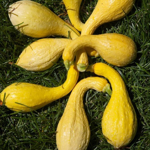 Courgette '(Saffron) Prolific' / 'Multipick' F1 10 Zaden