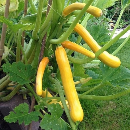 Courgette 'Shooting Star' F1