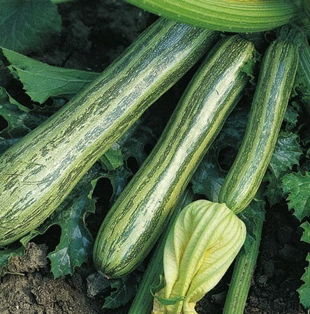 Courgette 'Striato d'Italia' / 'Naples Striped'10 Zaden'