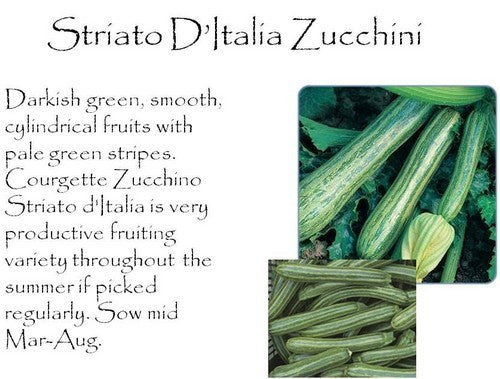 Courgette 'Striato d'Italia' / 'Naples Striped'10 Zaden'