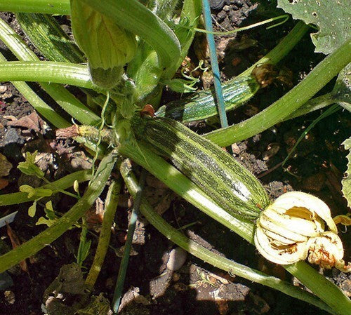 Courgette 'Striato d'Italia' / 'Naples Striped'10 Zaden'