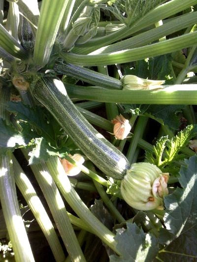 Courgette 'Striato d'Italia' / 'Naples Striped'10 Zaden'