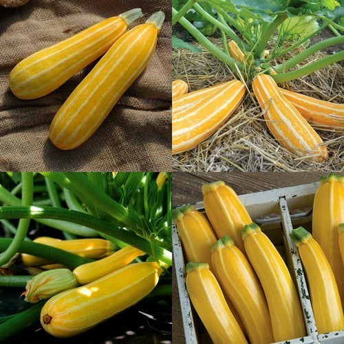 Courgette 'Sunbeam' F1 / 'Goldmine' F1