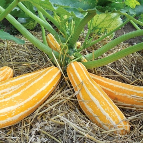 Courgette 'Sunbeam' F1 / 'Goldmine' F1