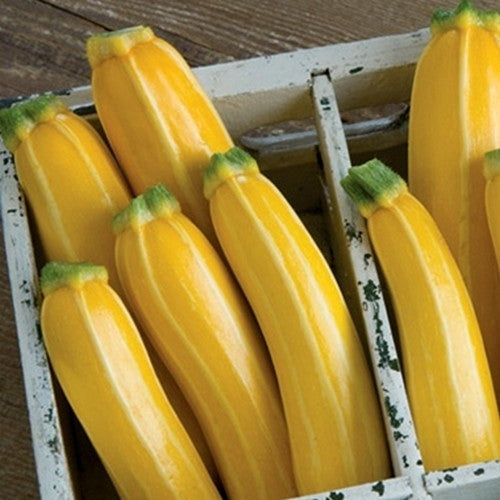 Courgette 'Sunbeam' F1 / 'Goldmine' F1