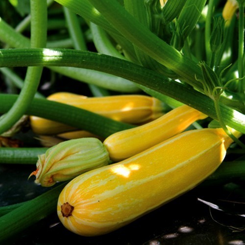Courgette 'Sunbeam' F1 / 'Goldmine' F1