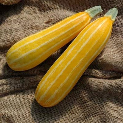 Courgette 'Sunbeam' F1 / 'Goldmine' F1