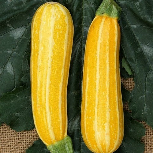 Courgette 'Sunbeam' F1 / 'Goldmine' F1