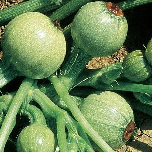 Courgette 'Tondo Chiaro di Nizza' / 'Ronde de Nice' 15 Zaden