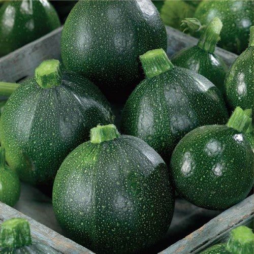 Courgette 'Tondo di Piacenza' / 'Round of Piacenza' 10 Zaden