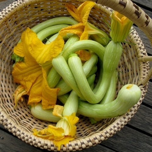 Muskaatcourgette 'Tromboncino d'Albenga'10 Zaden'