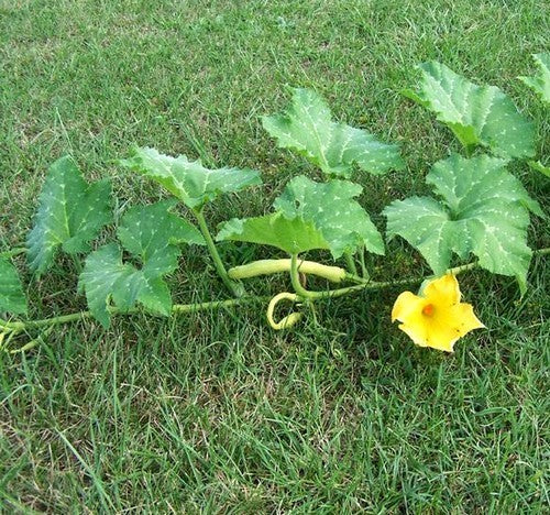 Muskaatcourgette 'Tromboncino d'Albenga'10 Zaden'