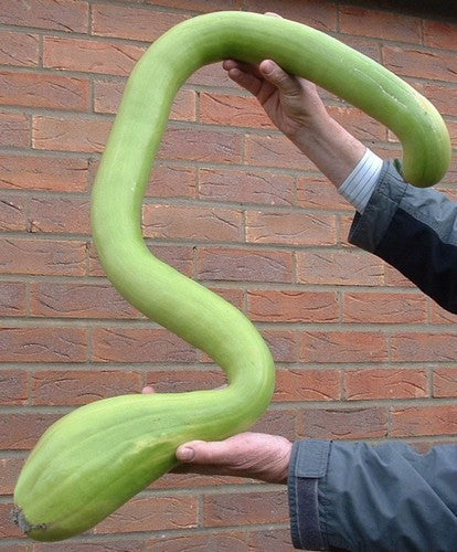 Muskaatcourgette 'Tromboncino d'Albenga'10 Zaden'
