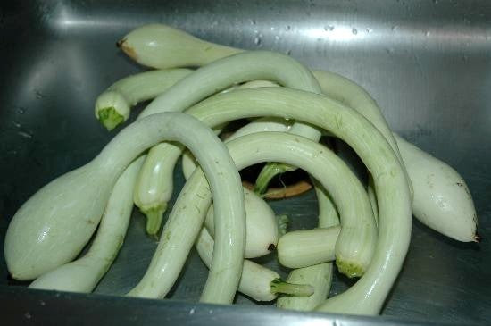 Muskaatcourgette 'Tromboncino d'Albenga'10 Zaden'