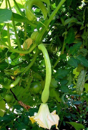 Muskaatcourgette 'Tromboncino d'Albenga'10 Zaden'