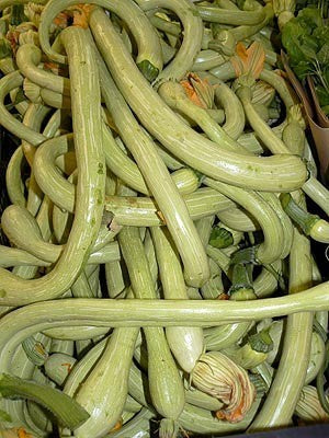 Muskaatcourgette 'Tromboncino d'Albenga'10 Zaden'