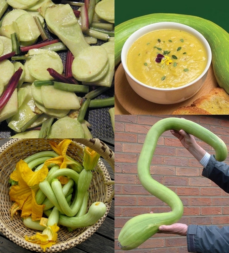 Muskaatcourgette 'Tromboncino d'Albenga'10 Zaden'