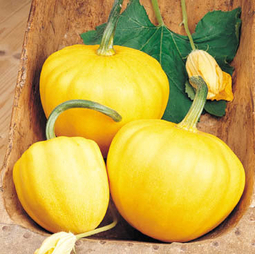 Courgette 'Western Sunrise' F1 15 Zaden