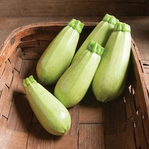 Turkse Courgette 'Zahra' F1 / 'Magda' F1 10 Zaden