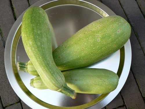 Turkse Courgette 'Zahra' F1 / 'Magda' F1 10 Zaden