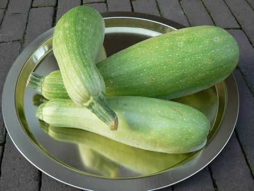 Turkse Courgette 'Zahra' F1 / 'Magda' F1 10 Zaden