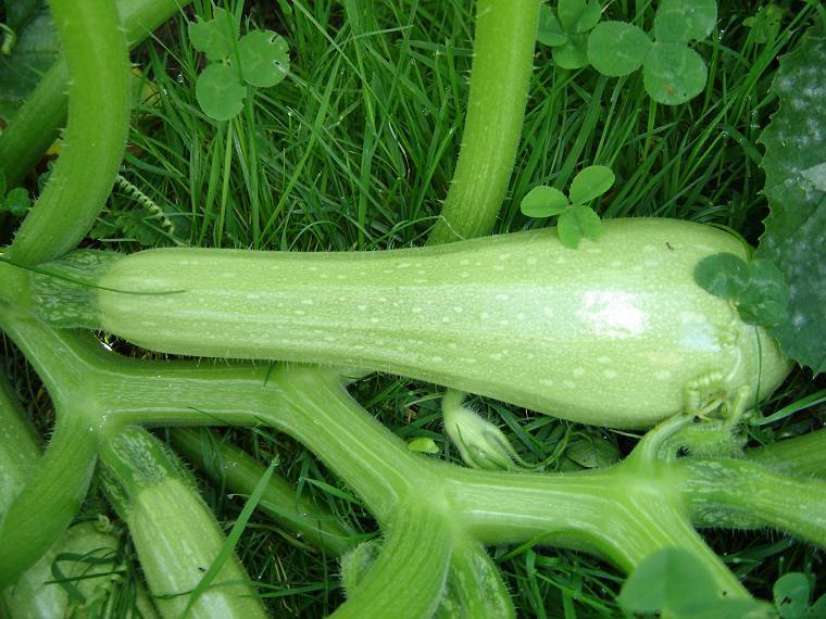 Turkse Courgette 'Zahra' F1 / 'Magda' F1 10 Zaden