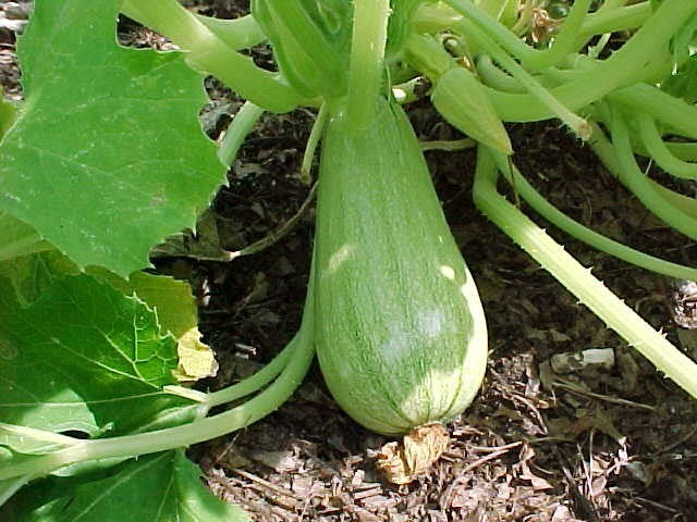 Turkse Courgette 'Zahra' F1 / 'Magda' F1 10 Zaden