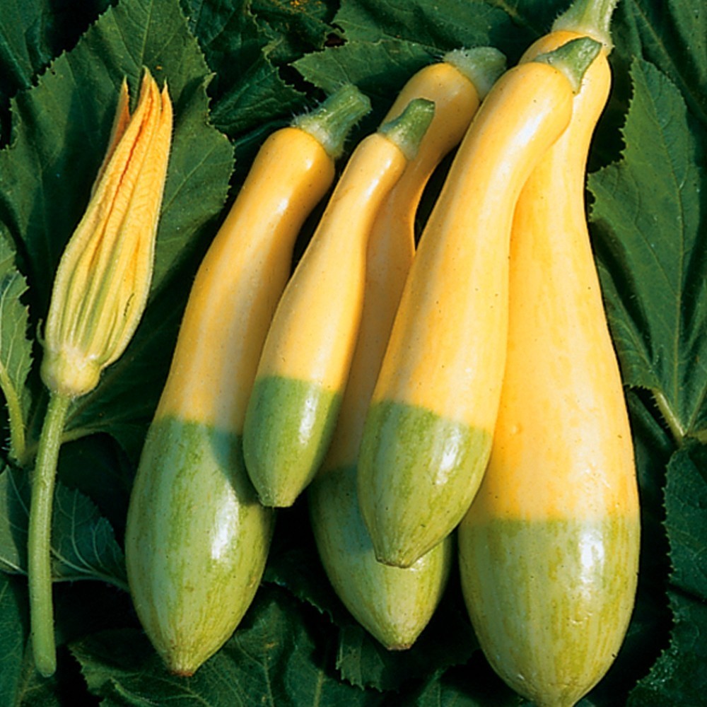 Courgette 'Zephyr' F1 10 Seeds