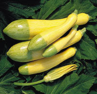 Courgette 'Zephyr' F1 10 Seeds