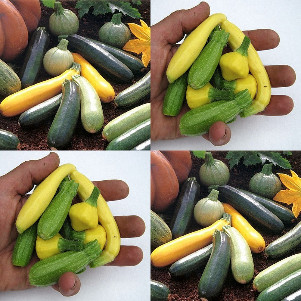 Courgette 'All Colours & Forms'
