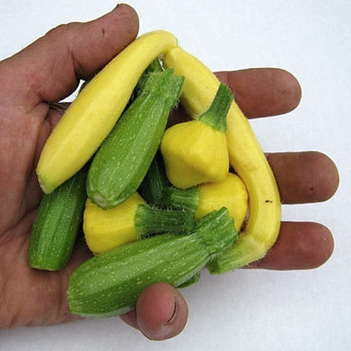 Courgette 'All Colours & Forms'