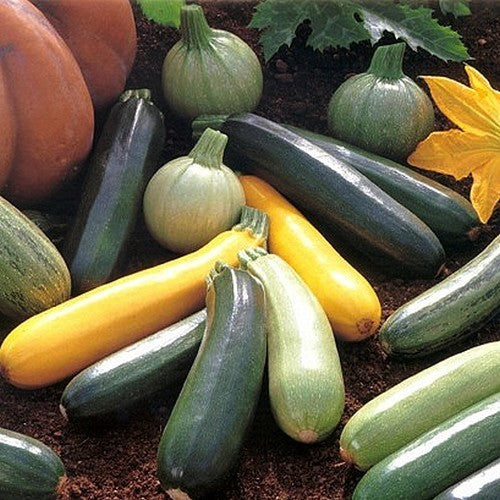Courgette 'All Colours & Forms'