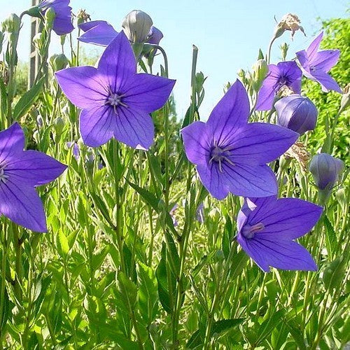 Doraji Wortel