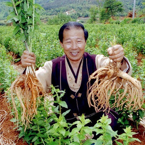 Doraji Wortel