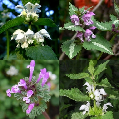 Dovenetel 'Mélange de Trois'
