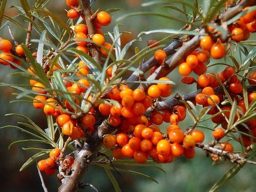 Sea buckthorn