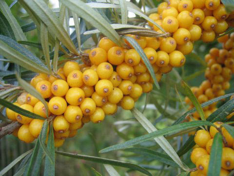 Sea buckthorn