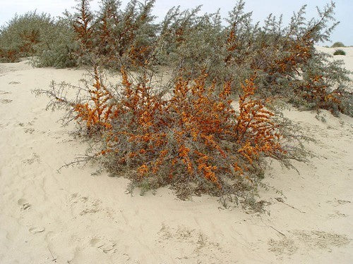 Sea buckthorn