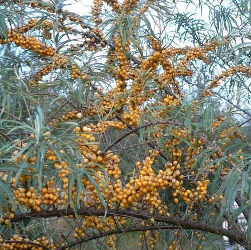 Sea buckthorn