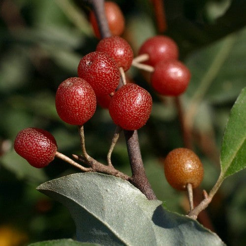 Elaeagnusbes